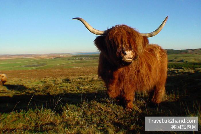 苏格兰的牛