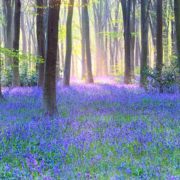 英国树林里的蓝铃花海