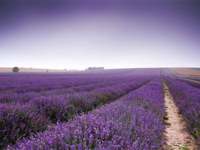 hitchin-lavender-blog-post1.jpg