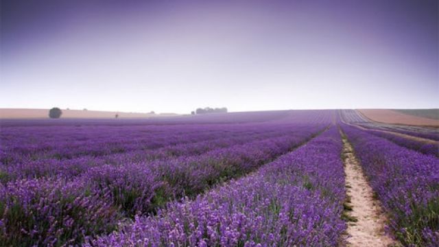 hitchin-lavender-blog-post1.jpg
